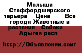 Малыши Стаффордширского терьера  › Цена ­ 1 - Все города Животные и растения » Собаки   . Адыгея респ.